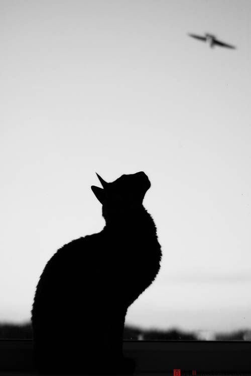 About a dream-百衲本视觉