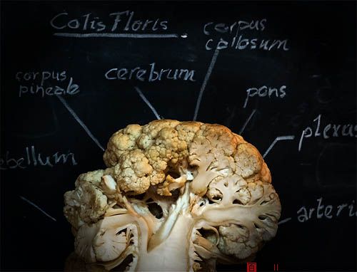 Anatomy Lessons-百衲本视觉